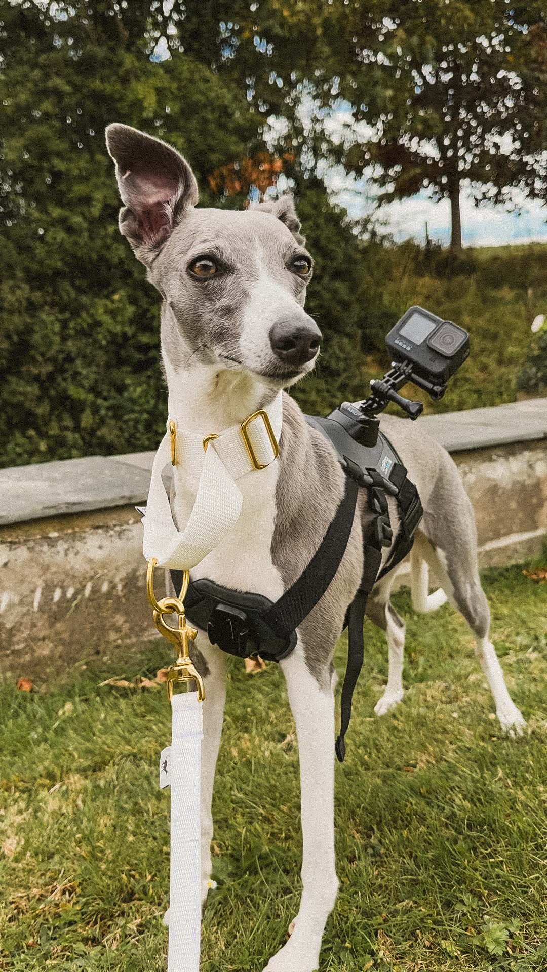 Whippet Dog Filming Wedding Dog's Eye View Chaperone