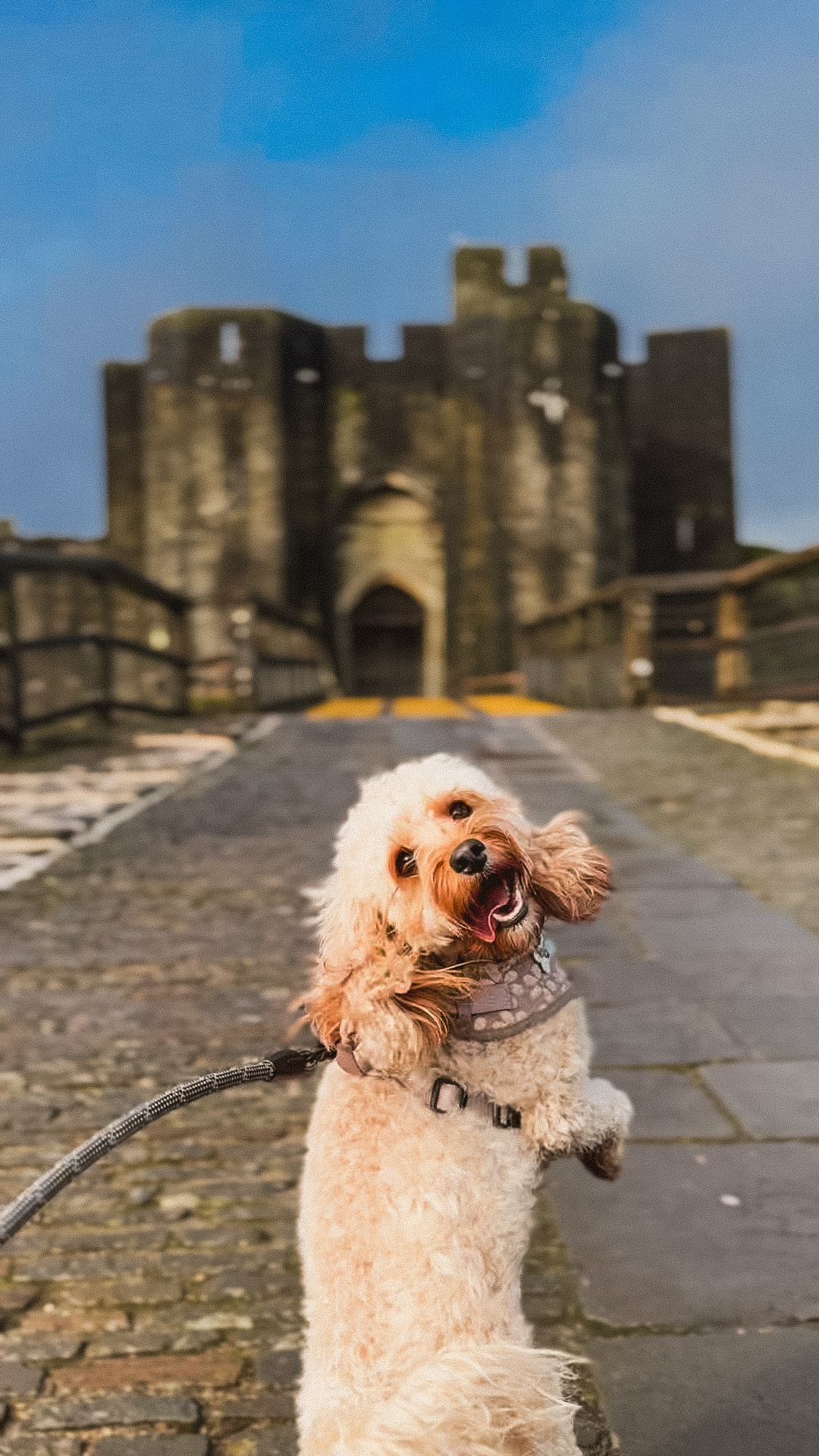 Nala the cavapoo walking like a human at Caerphilly Castle